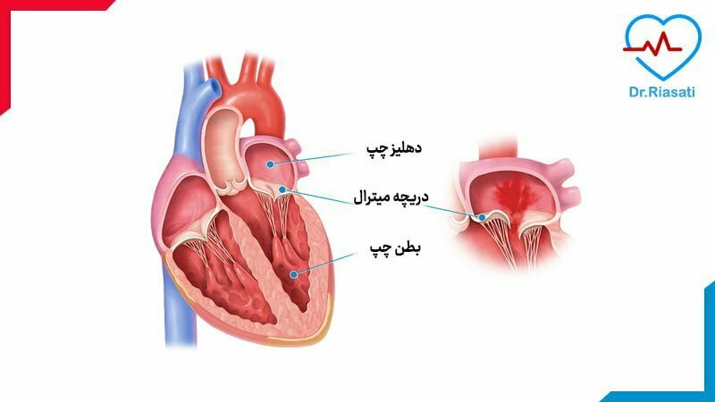 معرفی اجزا داخلی قلب