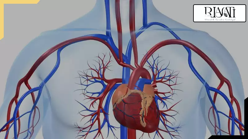 آناتومی بدن آناتومی بدن
